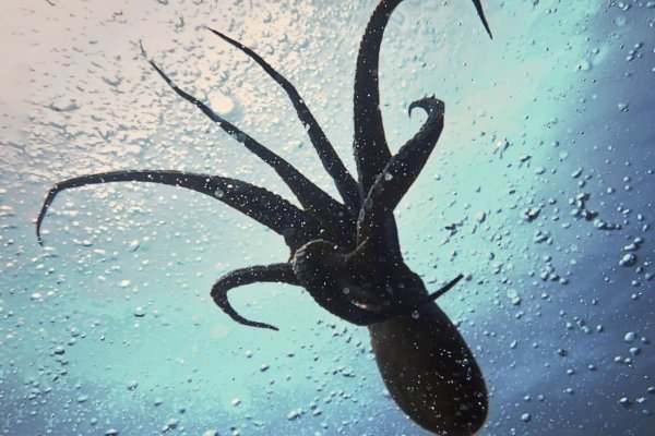 Kraken зайти на сайт
