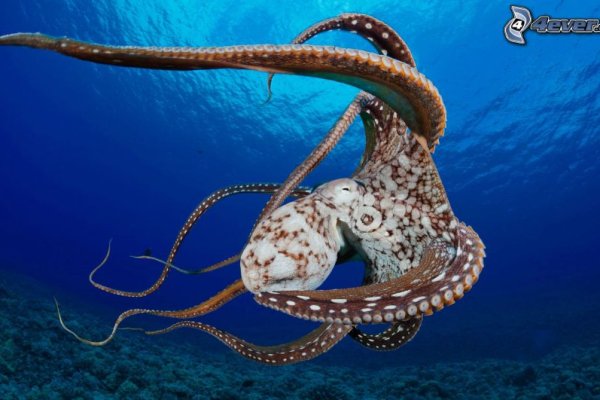 Kraken наркотики сайт